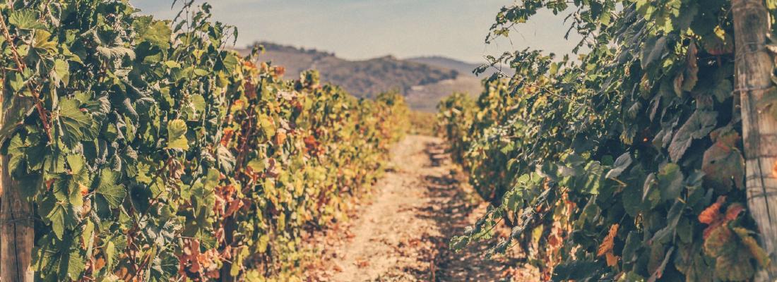 Onde posso encontrar programas para visitar o Douro?